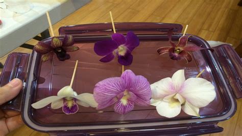 The Art of Phalaenopsis Sculpture: Crafting Orchids from Different Mediums